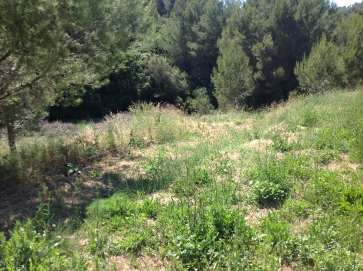 Terrain - Ollioules